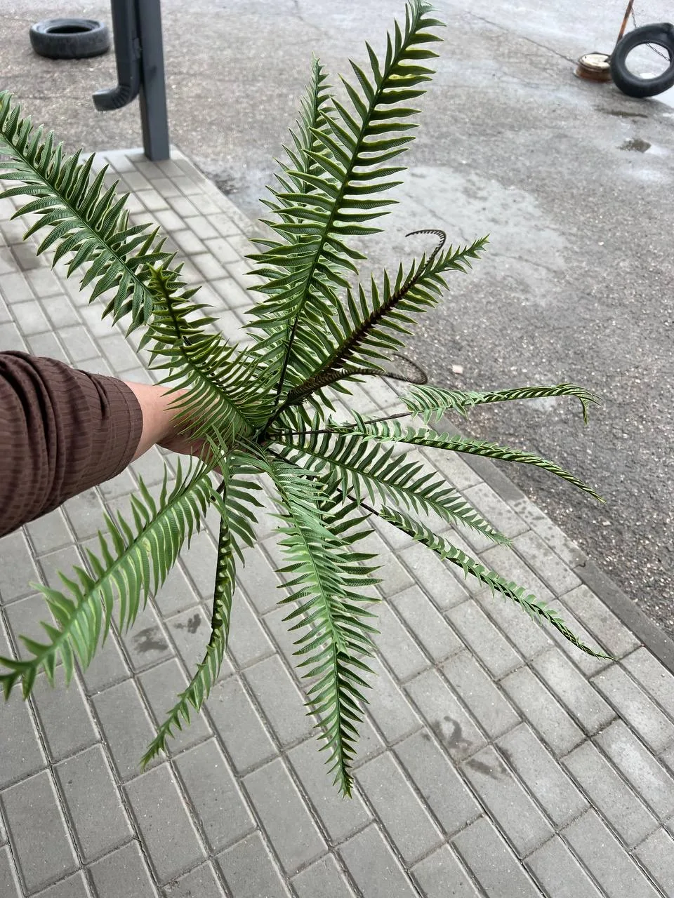Куст папоротника — фото 2