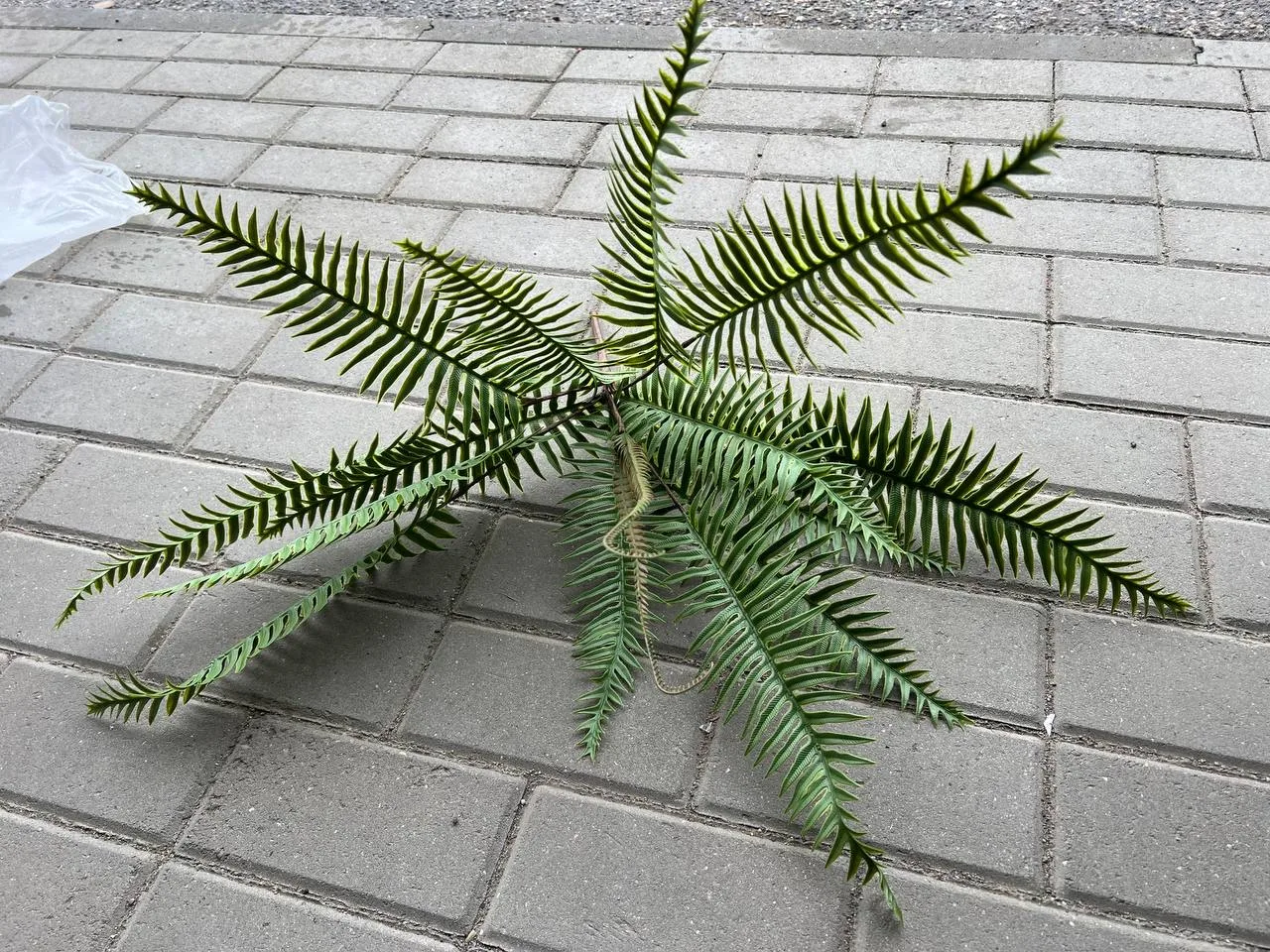 Куст папоротника — фото 1