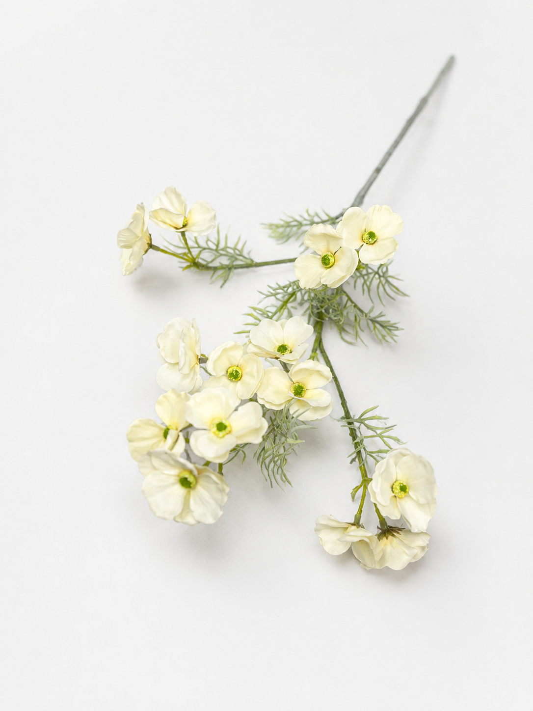 Ветка с нежными цветами и перистой листвой — фото 1