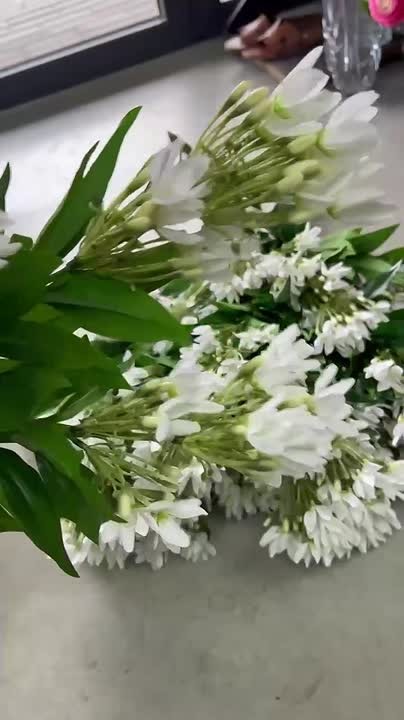 Куст белого агапантуса — фото 2